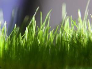 嫩草影院yyyy,青春激扬，光影交织的青春记忆